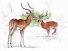 impalas